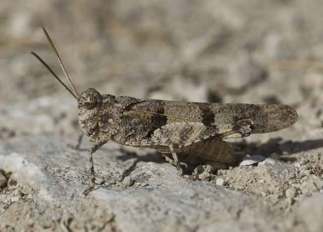 Ortottero siciliano: Oedipoda sp.